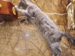 -more than meow吴止猫主题餐厅(承德 中船汇店)