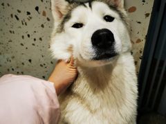 -Husky Go!哈士奇体验馆·宠物咖啡厅狗咖