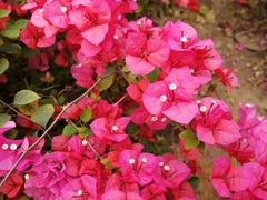 -南通洲际绿博园