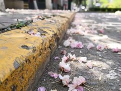 -御品轩(边家村店)