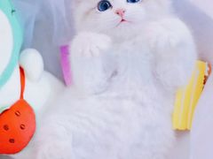 -70cat德文卷毛猫·缅因猫纯种猫舍