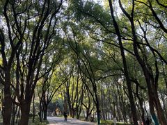 -东湖落雁景区