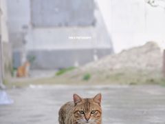 -豫园