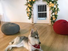 -Husky Go! 哈士奇体验馆·宠物咖啡厅狗咖