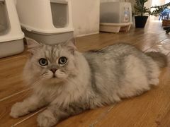 -猫友咖啡店(玉林西路店)