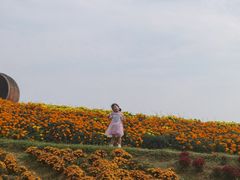 -金卉庄园