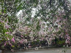 -深圳国际园林花卉博览园