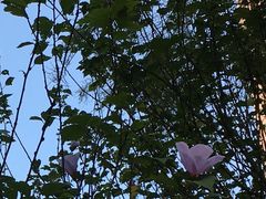 -星巴克(金谊广场店)