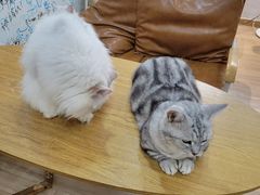 -李小姐の猫咖啡馆(五角场店)