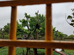 -上海野生动物园