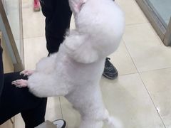 -宠福鑫康馨动物医院·骨科·眼科