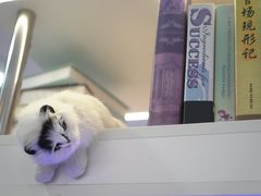 -喵园·猫主题咖啡厅·撸猫·猫咖(国贸店)