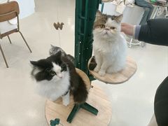 -共舞时光猫咖·狗咖(新街口店)