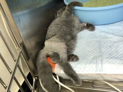 -安安宠医·安宠宠物医院