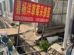 -喜杨洋草莓采摘园