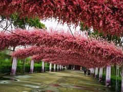 -南汇桃花村