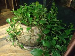 -金苑酒家·客家菜·广东老字号(万象店)
