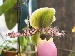 -中国科学院华南植物园