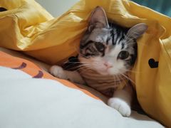 -关爱动物医院·心脏·中兽医·异宠(金牛路分院)