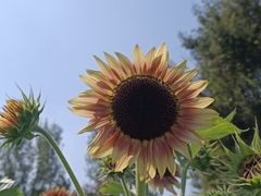 -花开海上生态园