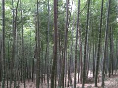 -上海佘山国家森林公园西佘山园