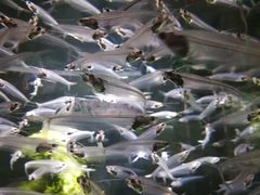 -迪拜水族馆及水下动物园