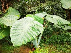 -中国科学院西双版纳热带植物园
