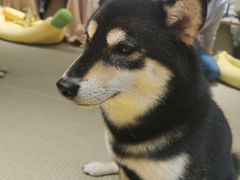 -逗柴咖啡屋·狗咖猫咖宠物桌游