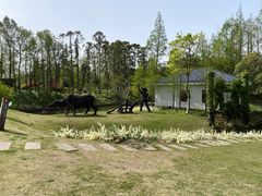 -上海长兴岛郊野公园