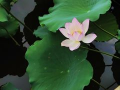 -荔湾湖公园