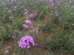 -北京东方普罗旺斯薰衣草庄园