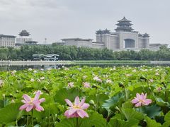 -莲花池公园