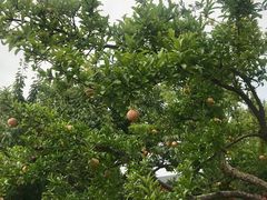 -大雁塔北广场音乐喷泉