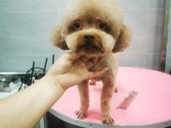 -宠福鑫康馨动物医院·骨科·眼科