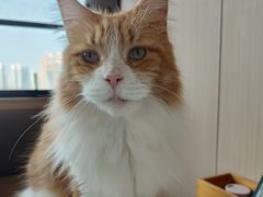-喵园·猫主题咖啡厅·撸猫·猫咖(国贸店)