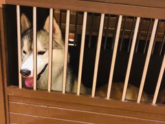 -more than meow吴止猫主题餐厅(承德 中船汇店)