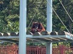 -西霞口神雕山野生动物世界