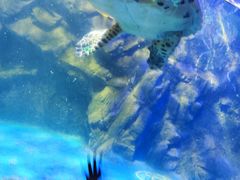 -太平洋海底世界