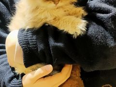 -欣宠猫屋·矮脚拿破仑·蓝金金渐层