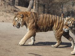 -大连森林动物园