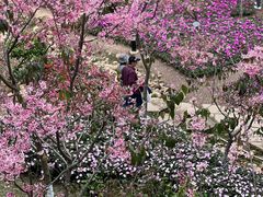 -狐尾山公园