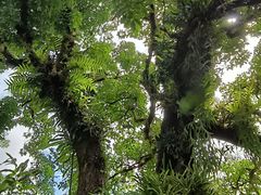 -中国科学院西双版纳热带植物园