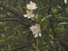 -金花茶公园