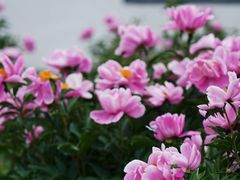 -扬州大运河文化旅游度假区·盆景园