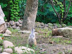 -上海野生动物园