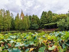 -上海滨江森林公园