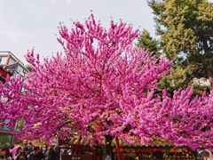 -西安市广仁寺