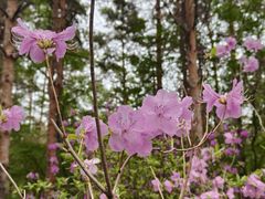 -黑龙江省森林植物园