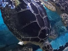 -烟台海昌鲸鲨海洋公园