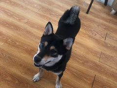 -柴犬高等学院·狗咖·柴犬售卖·宠物训练